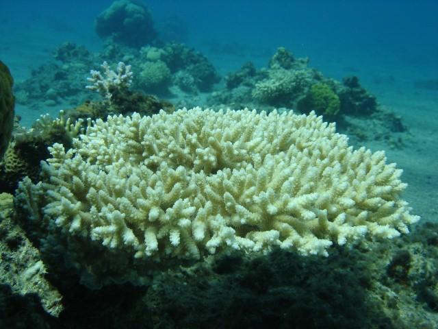 coral3.JPG