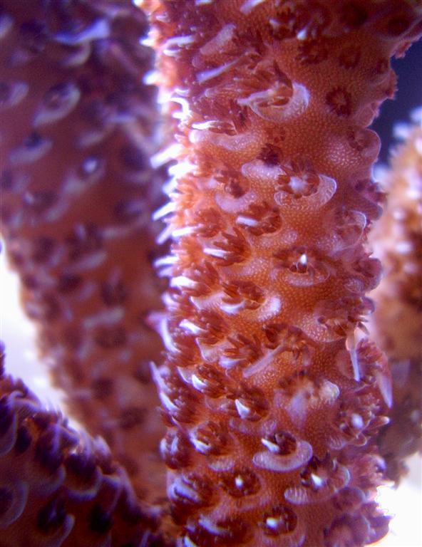 coral8.jpg